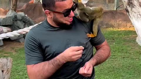 Fun with naughty monkeys