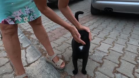 Black cat with a white spot on her neck is very cute and loving