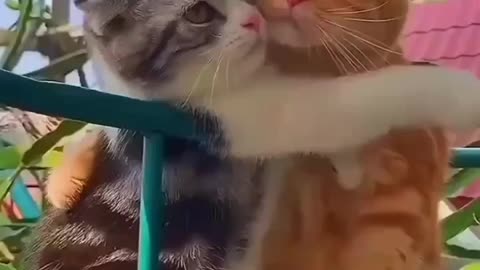 tha cat love his partner