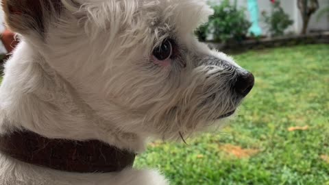 Eddy loves to play with his toy squirrel