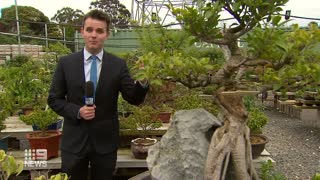 Thieves steal $15k worth on bonsai trees