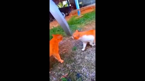 Funniest Cats and Dogs Videos 🐱🐶 | Best Funny Animal Videos 2023 | New Funny Cats and Dogs Videos