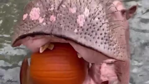 Hippos Crunching Pumpkins for Halloween and follow me