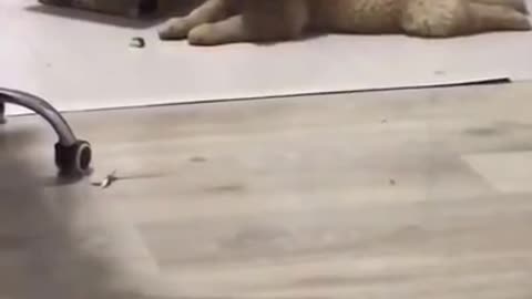 Dog head banging tiktok