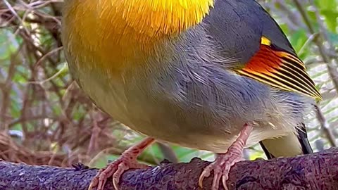 Chinese Nightingale Singing | Pekin Robin Bird Song