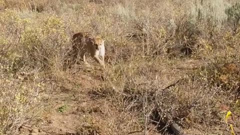 hunting Lion