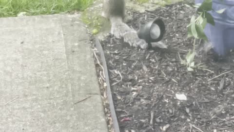 Squirrel with cat tail?