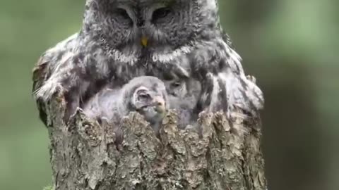 Little owl with mother