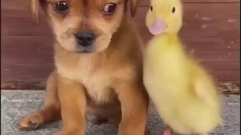 Funny animals