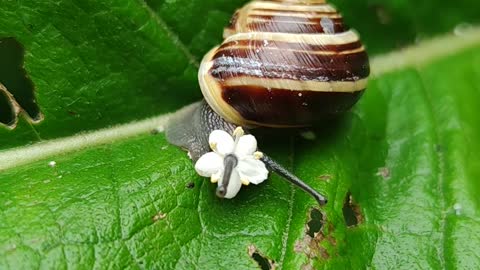 Flower Makes Cute Accessory for Snail