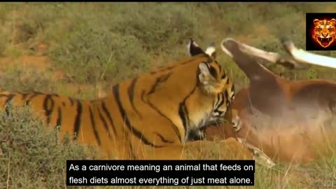 tiger attack in safari park || Sunderban :- Tiger Attack On Man ||Sunderban National park