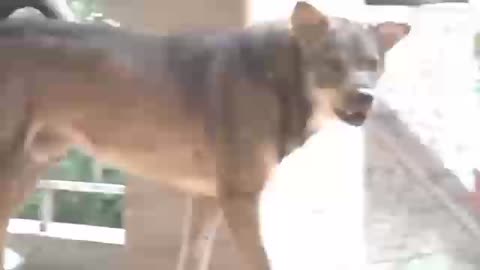 How Dogs React When Seeing Stranger 11 - Running, Barking? | Viral Dog