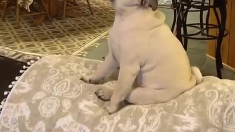 Baby Pug Dog funny moments 😂😂