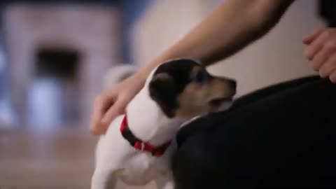 Basic dog training Video
