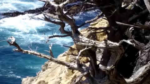 Point Lobos State Natural Reserve