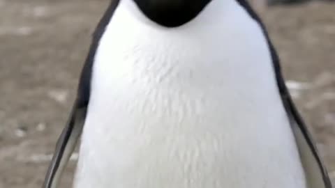 Don't come close. Adélie penguin is the most aggressive penguin in the Antarctica continent.