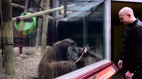Guy Performs Magic Trick for Orangutan