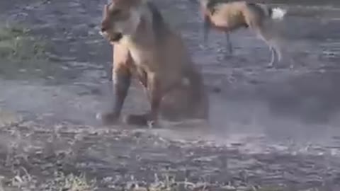 Wild dogs attack Lion #animal #shorts #shortvideo #animals