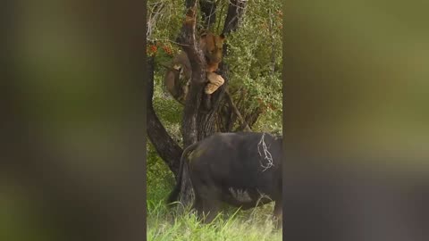 Buffalo tries to bite a lion's balls