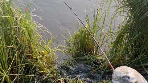 Tiny Fisherman Reels in Huge Fish