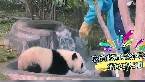 Naughty Panda Need Another Bath