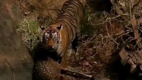 Do the animal world tiger animals