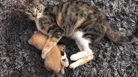 Mom Cat Cleaning Her Kitten By Force