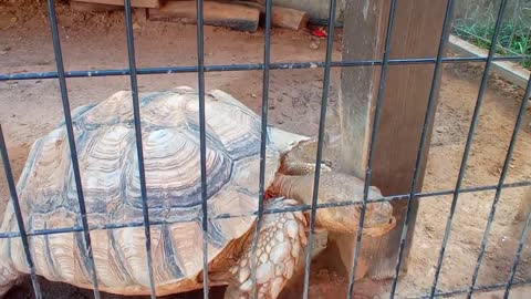 HUGE FAT TORTOISE TRYING TO ESCAPE AFTER TORTOISE STEALS HIS FOOD SPIKE GOES CRAZY-11