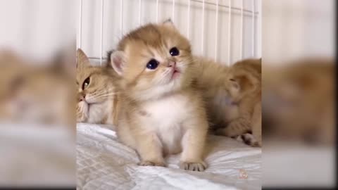 Baby-cat cute and funny cat video compilation#25 AAW animals