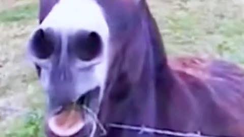 Funny animal videos that will make you laugh until you cry!