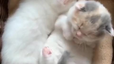 Funny Cat Compilation