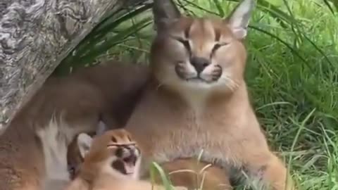 Cute puma baby act like mom