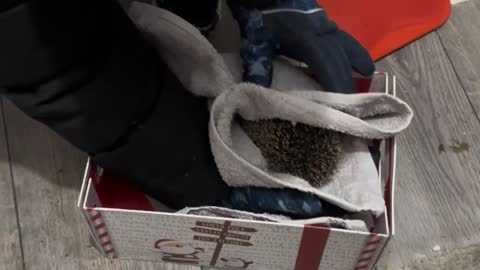 Hedgehog Rescued From the Cold