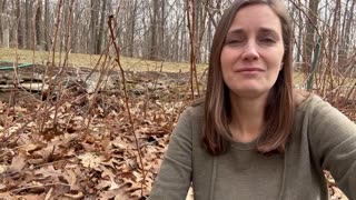 Pruning Everbearing Raspberries for Two Harvests