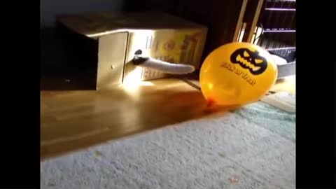 Cat Reaction to Playing Balloon