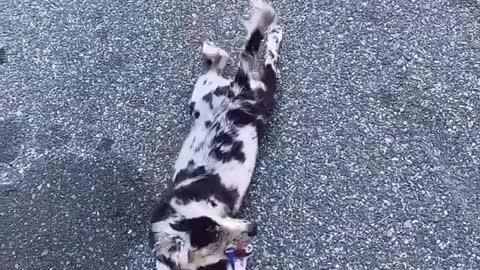 Aussies puppy decides to crawl instead of walk
