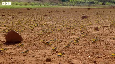 Locust Plague Devours 40,000 Tonnes of Vegetation | Earth's Tropical Islands | BBC Earth