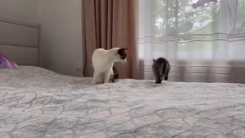 How a Cat and a Kitten try to make friends