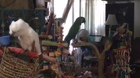 Dog and parrot go crazy for mailman's arrival