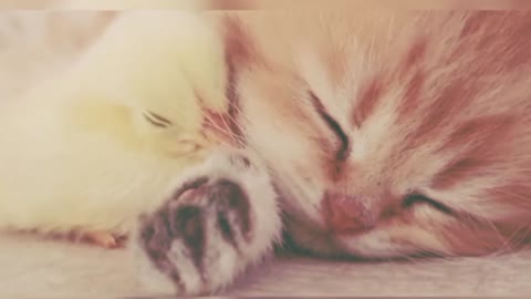 Kitten sleeps sweetly with the cute chicken