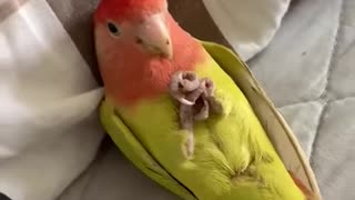 RELAX PARROT