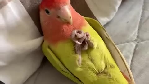 RELAX PARROT