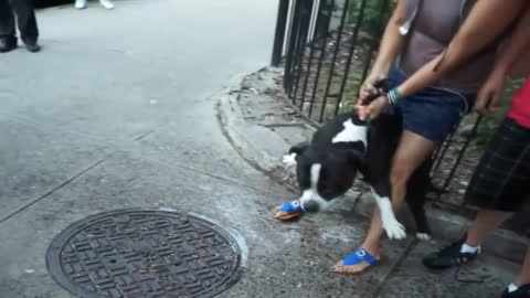 Pitbull attacks dogs compilations.