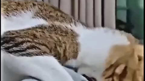 Funny Animal Video