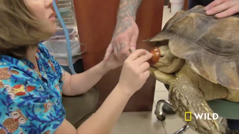 Tortoise Surgery, Chinchilla Emergency, and the Chicken (Full Episode) | Dr. K's Exotic Animal ER