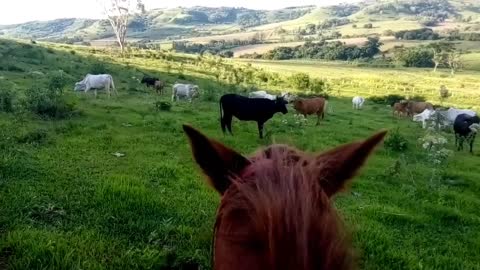 Qual a melhor vaca para sistema de cria?
