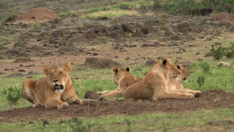 Pride of Lions resting on the savanna