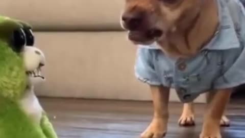 Funny Dog video dont try to laugh_Funny_Dog videos _Dogs Funniest