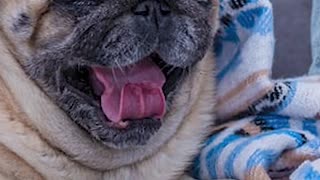 PUG DORME MUITO?