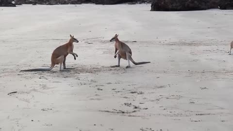 Wallaby throwing punches at each other